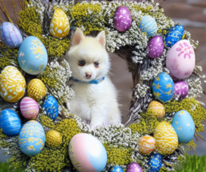 Pomsky Puppy for sale in WEBSTER, FL, USA