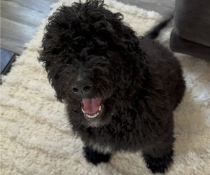 Bernedoodle Puppy for sale in TEMPLE, GA, USA
