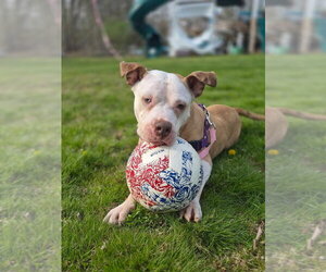 Louie - Male Mutt Dog for Adoption - Photo #14