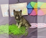 Small Photo #10 Siberian Husky Puppy For Sale in DEARBORN, MO, USA