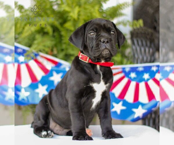 Medium Photo #5 Cane Corso Puppy For Sale in GAP, PA, USA