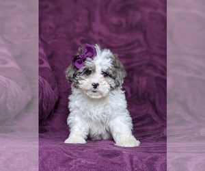 Lhasa-Poo Puppy for sale in LINCOLN UNIV, PA, USA