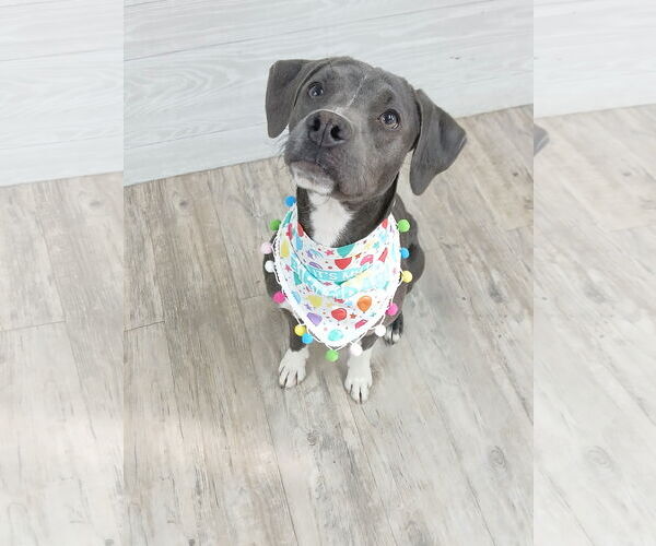 Medium Photo #12 Mutt Puppy For Sale in Murfreesboro, NC, USA