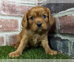 Image preview for Ad Listing. Nickname: Charlie AKC reg