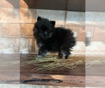 Small #1 Pomeranian