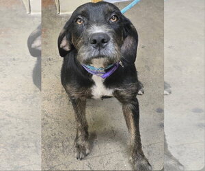 Mutt Dogs for adoption in Alexander, AR, USA