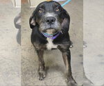 Nelda - Female Mutt Dog for Adoption - Small photo