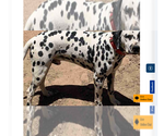 Small Photo #1 Dalmatian Puppy For Sale in GLENDALE, AZ, USA