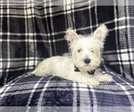 Small #3 West Highland White Terrier