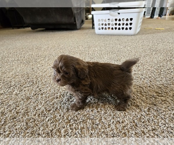 Medium Photo #10 ShihPoo Puppy For Sale in CARLYLE, IL, USA