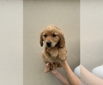 Puppy Rocky Golden Retriever