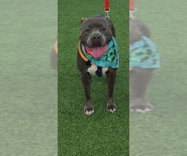 Medium Photo #2 American Staffordshire Terrier Puppy For Sale in San Antonio, TX, USA