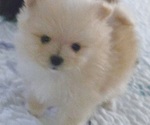 Puppy Cooper Pomeranian