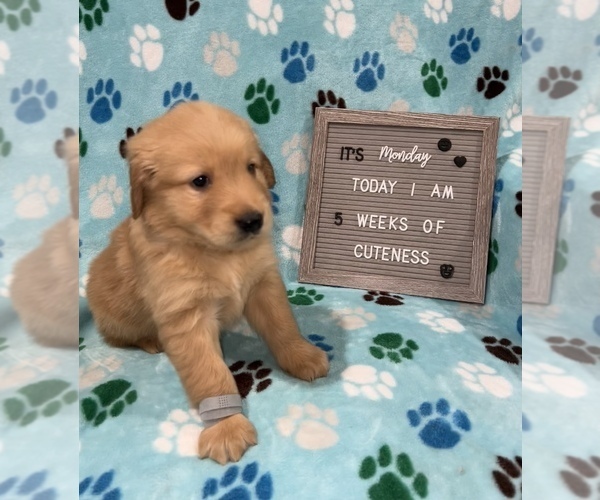 Medium Photo #1 Golden Retriever Puppy For Sale in ORLANDO, FL, USA