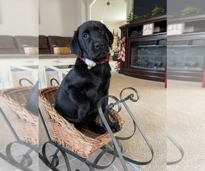 Labrador Retriever Puppy for sale in POWELL, TN, USA