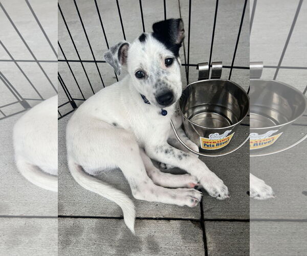 Medium Photo #2 Jack Russell Terrier Puppy For Sale in The Woodlands, TX, USA