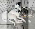 Small #1 Jack Russell Terrier