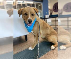 American Pit Bull Terrier-Labrador Retriever Mix Dogs for adoption in Baytown, TX, USA