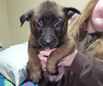 Puppy Blue Belgian Malinois