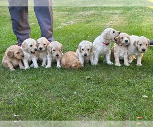 Goldendoodle Puppy for sale in PERU, NY, USA