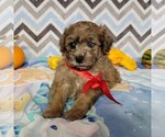 Small Photo #1 Poodle (Toy) Puppy For Sale in ARTHUR, IL, USA