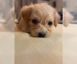 Chihuahua-Poodle (Toy) Mix Puppy for sale in MARION, NC, USA