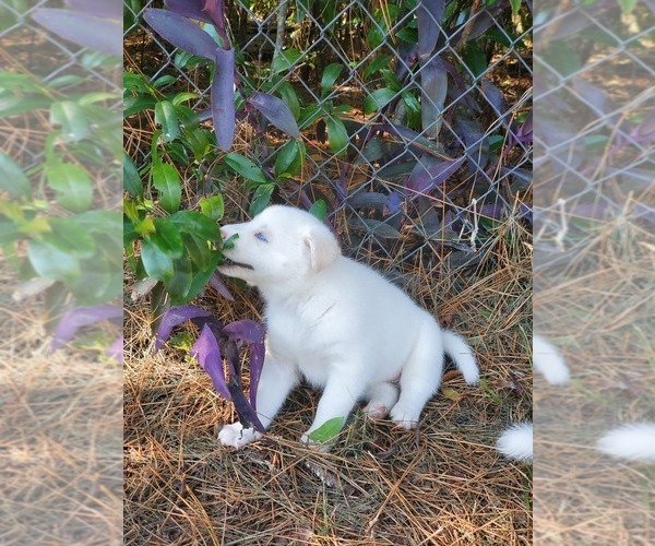 Medium Photo #16 Siberian Husky Puppy For Sale in BROOKSVILLE, FL, USA