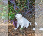 Small Photo #16 Siberian Husky Puppy For Sale in BROOKSVILLE, FL, USA
