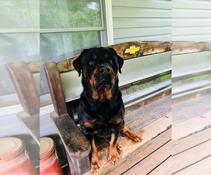 Father of the Rottweiler puppies born on 05/26/2022