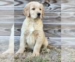 Puppy Buddy Golden Retriever