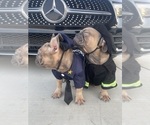 Small #9 French Bulldog