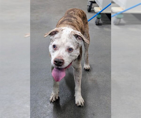 Medium Photo #1 Labrador Retriever-Unknown Mix Puppy For Sale in Forestville, MD, USA