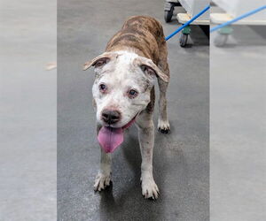 Labrador Retriever-Unknown Mix Dogs for adoption in Forestville, MD, USA