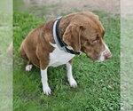 Small #1 Labrador Retriever Mix