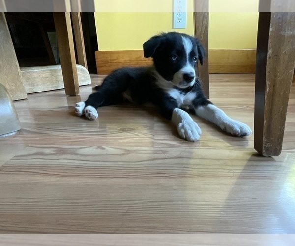 Medium Photo #3 Border Collie Puppy For Sale in KANSAS CITY, MO, USA