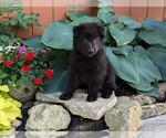 Small #6 Belgian Sheepdog