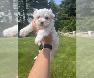 Maltese Puppy for sale in SOUTH BEND, IN, USA