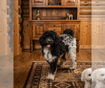 Small Poodle (Standard)