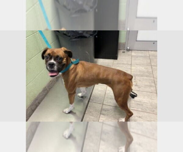 Medium Photo #3 Boxer Puppy For Sale in Austin, TX, USA