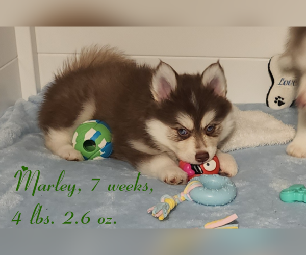 Medium Photo #10 Pomsky Puppy For Sale in RAMONA, CA, USA