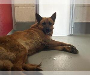 German Shepherd Dog-Unknown Mix Dogs for adoption in Visalia, CA, USA