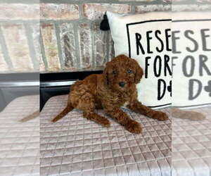 Goldendoodle (Miniature) Puppy for sale in GREENFIELD, IN, USA