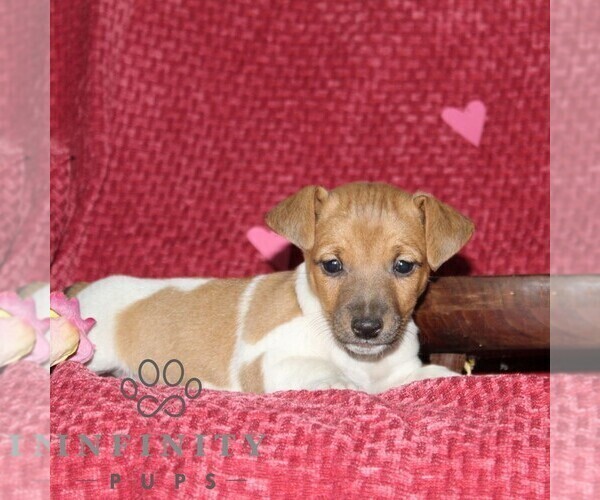 Medium Photo #4 Jack Russell Terrier Puppy For Sale in KIRKWOOD, PA, USA