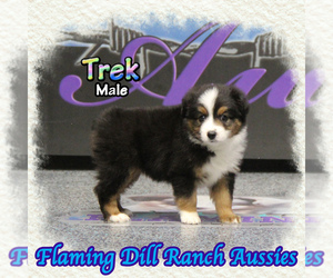 Miniature Australian Shepherd Puppy for sale in FORESTBURG, TX, USA