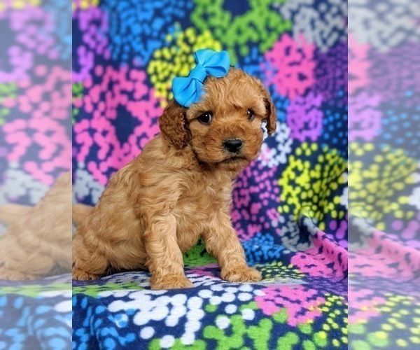 Medium Photo #3 Cockapoo-Poodle (Miniature) Mix Puppy For Sale in PEACH BOTTOM, PA, USA
