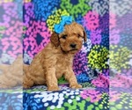 Small Photo #3 Cockapoo-Poodle (Miniature) Mix Puppy For Sale in PEACH BOTTOM, PA, USA