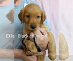 Small Photo #4 Golden Retriever Puppy For Sale in BRADFORD, OH, USA