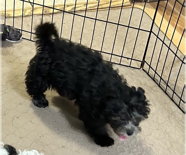 Medium Photo #3 ShihPoo Puppy For Sale in GLOUCESTER, VA, USA