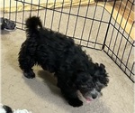 Small #2 ShihPoo