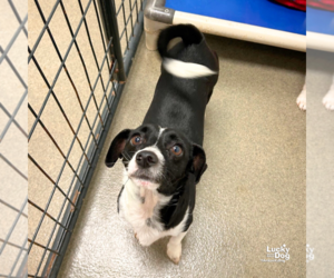 Chihuahua-Unknown Mix Dogs for adoption in Washington, DC, USA